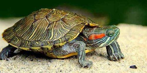 乌龟吃瓜解说大全图片,趣味解说大全图鉴