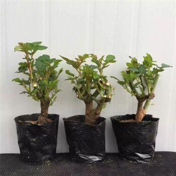 头条老桩玫瑰,传承与创新中的花艺瑰宝