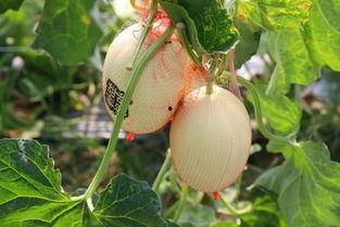 台州椒江男子吃瓜,台州椒江男子意外成为“吃瓜群众”焦点