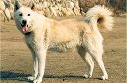 狼狗最新爆料网站下载,揭秘娱乐圈幕后真相